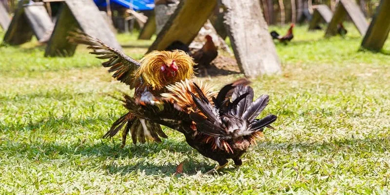 Cách tham gia đá gà nhà cái WW88 và các mẹo chơi hiệu quả