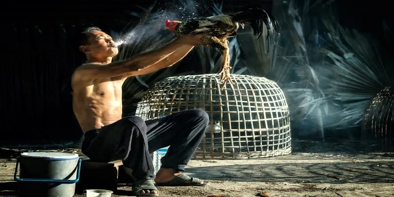 Tại sao nên chọn đá gà WW88