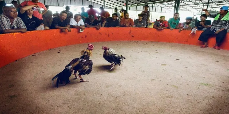 Tại sao việc xem lối đá của gà lại quan trọng